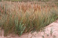 Ammophila arenaria - Marram Grass growing on coastal sand dunes
