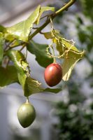 Cyphomandra betacea, Tree tomatoes, Tamarillos, August