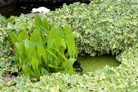 Small sunken garden pond surrounded by Hedera - Ivy and planted with Sagittaria sagittifolia and Lemna minor - Duckweed 