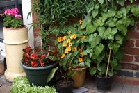 Arrangement of pots at back door including Begonia, Pelargonium - Geranium, Aristolochia grandiflora - Dutchman's Pipe, Passiflora and Thunbergia alata - Black-eyed Susan