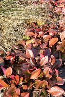 Bergenia 'Wintermarchen' with Carex testacea - RHS Garden Harlow Carr