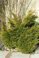 Juniperus x pfitzeriana 'Kuriwao Gold' - RHS Garden Harlow Carr