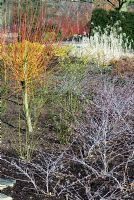 Salix irrorata along the Winter Walk with white stemmed Rubus - RHS Garden Harlow carr