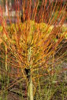 Salix irrorata - RHS Garden Harlow Carr