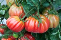 Tomatoes 'Pink Accordion'