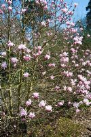Magnolia stellata 'Jane Platt' - Battleston Hill, RHS Wisley