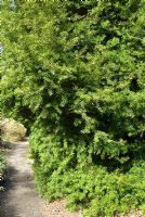 Podocarpus totara - Sir Harold Hillier Gardens / Hampshire County Council