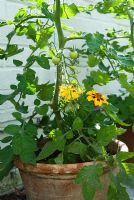 Tagetes - Marigolds in Tomato pots in the pit house, a sunken greenhouse, companion planting to deter whitefly. Edmondsham House, Cranborne, Wimborne Minster, Dorset, UK