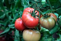 Lycopersicon esculentum - Tomato 'Omar's Lebanese'