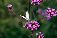 Green Veined White Butterfly - Pieris napi on Verbena bonariensis AGM