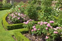 Borders of bush Rosa edged with Buxus - Box hedging - David Austin Roses Albrighton, Staffordshire.