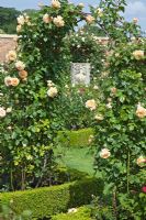 Climbing Rosa on arch and Buxus - Box hedging - David Austin Roses Albrighton, Staffordshire.
