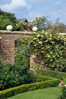 Walls with scented climbing Rosa and borders edged with Buxus - Box hedging - David Austin Roses Albrighton, Staffordshire.