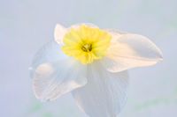 Orchid Flowering Narcissus 'Papillon Blanc'
