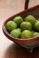 Ripe Greengages in trug