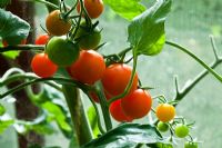 Lypopersicum - Cherry Tomato 'Sungold', September