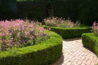 Clipped Buxus edged beds filled with Diascia and Heliotrope at Kingston Maurward Gardens, Dorset