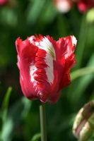 Tulipa 'Estella Rijnveld' - Parrot Tulip