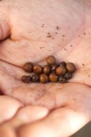 Lathyrus - Sweet Pea seeds soaked in water