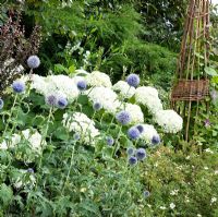 Echinops bannaticus 'Taplow Blue', Hydrangea arborescens in August at Lilac Cottage NGS, Gentleshaw, Staffordshire, UK 