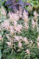 Astilbe 'Hennie Graafland' in August at Lilac Cottage NGS, Gentleshaw, Staffordshire
 