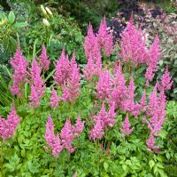 Astilbe 'Visions in Pink' in August at Lilac Cottage NGS, Gentleshaw, Staffordshire 