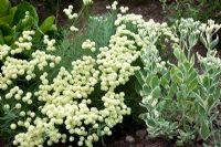 Santolina pinnata subsp neapolitana 'Sulphurea' and Sedum 'Frosty Morn' in August at Lilac Cottage NGS, Gentleshaw, Staffordshire 