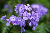 Phlox paniculata 'Blue Paradise' in August at Lilac Cottage NGS, Gentleshaw, Staffordshire, UK 