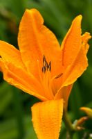 Hemerocallis 'Burning Daylight' in August at Lilac Cottage NGS, Gentleshaw, Staffordshire 
 