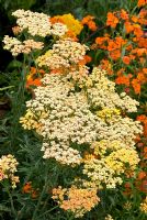 Achillea 'Terracotta' with Erysimum 'Apricot Twist' in August at Lilac Cottage NGS, Gentleshaw, Staffordshire, UK