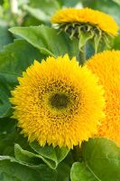 Helianthus 'Teddy Bear' - Sunflower
