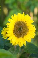 Helianthus 'Munchkin' - Sunflower
