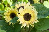 Helianthus 'Music Box' - Sunflower
