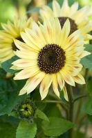 Helianthus 'Music Box' - Sunflower