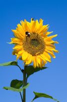 Helianthus 'Russian Giant' - Sunflower and Bee