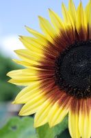 Helianthus 'Bicentenary' - Sunflower
