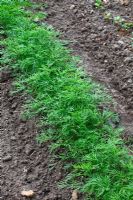 Row of Anethum graveolens - Dill seedlings