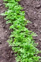 Row of Anthriscus - Chervil seedlings