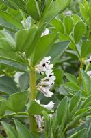 Vicia faba - Broad Bean 'Witkiem Manita' in flower