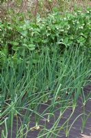 Pisum sativum - Pea 'Kelvedon Wonder' with Onions and Shallots growing through weed suppressing membrane