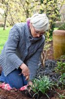 Dividing and replanting Galanthus after flowering