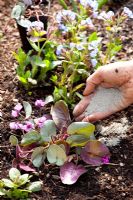 Planting Cyclamen coum - Adding fertiliser