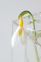 Galanthus 'Wendy's Gold' in test tube 