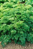 Parsley Champion 'Moss Curled'