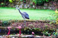 Ardea cinerea - Heron by pool above the terrace. Veddw House Garden, Monmouthshire, Wales, July
 