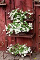 Anemone blanda 'White Splendour' in pots on ornate plant stand
