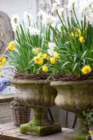 Narcissus 'Paperwhite' and 'Rip van Winkle' in stone urns 