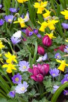 Anemone blanda, Tulipa bakeri 'Lilac Wonder' and Narcissus 'Tete a Tete' 
