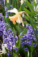Narcissus 'Irina's Choice' and Hyacinthus 'Anastasia' 
