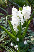 Hyacinthus 'White Pearl' and Muscari album 